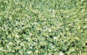 Artificial Grass Tufting Machine